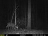deer coon DEC.jpg