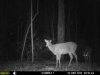 2deer DEC (2).jpg