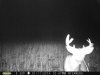 Buck (8).jpg