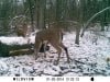 Buck 01222014.jpg