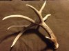 Antler1.jpg