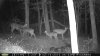 moultrie night pic.jpg