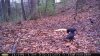squirrel crow.jpg