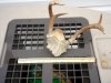 antlers.jpg