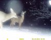 night snow deer.jpg