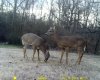 tasco deer at mother's.jpg