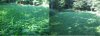 clovershed.jpg