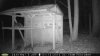 chickenroost coons.jpg