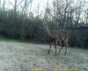 little buck at tasco.jpg
