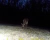 little buck@tasco@dusk.jpg