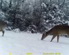 daytime snow does @tasco.jpg