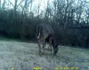 little buck@tasco again.jpg