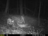 night 1deer3coons@A5.jpg
