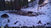 daytime coon @ M100.jpg
