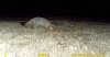 grey fox@mother's.jpg