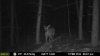 big deer 2.jpg