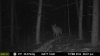 big deer.jpg