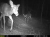 closeup@MoultrieA5.jpg