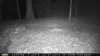 coon who hasnt discovered toilet paper.jpg