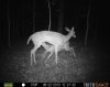 baby deer milk.jpg