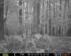 mucho deer.jpg