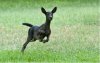 melanistic fawn.jpg