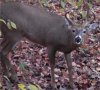 octbuck.jpg