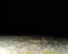 east tenn rabbit.jpg