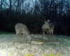 doe-buck.jpg