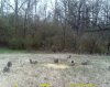 even more squirrels.jpg