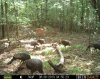 turkeys.jpg