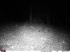nighttime coon red 40.jpg
