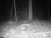 nighttime coon black60.jpg