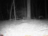 1st night deer pics black 60.jpg