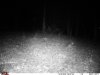 rabbit on black 60.jpg