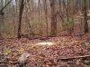 squirrel on black 60 in hollow.jpg