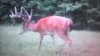 2012 deer 2.jpg
