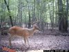 deer 105.jpg