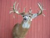 110211-DNR-Grundy-Buck-300x225.jpeg