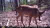 deer1.jpg