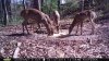 deer2.jpg