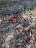 Solid Buck Bood Trail.jpg