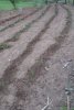 garden 1.jpg