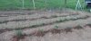 garden 2.jpg