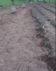 garden 3.jpg