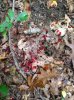 Painted the woods RED…KILLZONE2!!!.jpg