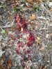 Painted the woods RED…KILLZONE!.jpg