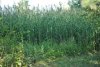 mikes land 102.jpg