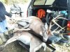 VA Buck 1.jpg