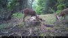 Trail Cam Food Plot 1 456.jpg